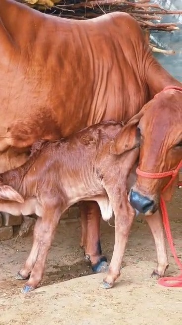 Gau Mata feeding her calf at our gaushala